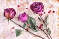 Three burgundy rose flowers on painted crumpled aged paper background close up, holiday invitation or greeting card design