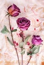 Three burgundy rose flowers on painted crumpled aged paper background close up, holiday invitation or greeting card design Royalty Free Stock Photo