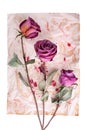 Three burgundy rose flowers on painted crumpled aged paper background closeup  on white, holiday invitation, greeting card Royalty Free Stock Photo