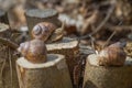 Three Burgundy snails on hazel stumps