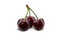 Three burgundy sweet cherries with stems isolated on white background. Close up, side view Royalty Free Stock Photo