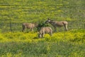 The Three Jackasses of Drivers Flat, Mississippi. Royalty Free Stock Photo