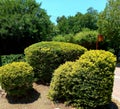 Three Bushes with top yellow