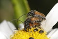 Three busy longhorn beetles Royalty Free Stock Photo