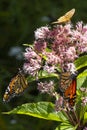 Three butterflies foraging nectar on Mount Sunapee in New Hampshire Royalty Free Stock Photo