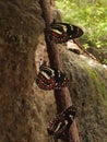 butterflies perched on a branch in the rainforest