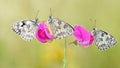 Three butterflies sit on a pink flower Royalty Free Stock Photo