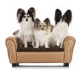 Three butterfly dogs sitting on a sofa isolated