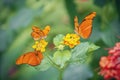 Three butterfly Julia in yellow flowers Dryas iulia. Close-up