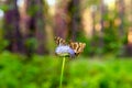 Three butterfly Melitaea Athalia