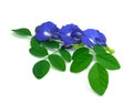 three butterfly pea flowers with green pad contain on leaves. fresh flora violet blooming. herb of thai food. isolated on white Royalty Free Stock Photo