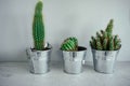 Three cacti in metal pots on a wooden table. Modern decor for ho