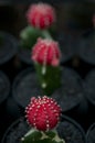 Three cactus flowers grow in tropical area Royalty Free Stock Photo