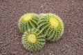 Three cactus growth in park on gravel