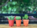 Three cactus placed on the wooden terrace in the garden