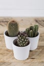 Three cactus plants in pots