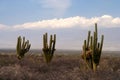 Three cactuses