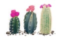 Three cactuses without pots