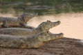 Three caimans at Pantanal Royalty Free Stock Photo