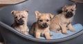 Three Cairn Terrier puppies dogs kennel in dog bed Royalty Free Stock Photo