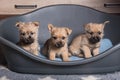 Three Cairn Terrier puppies dogs kennel in dog bed Royalty Free Stock Photo