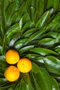 Three calamondin citrus fruits