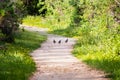 Three California Quail Callipepla californica birds walking down a trail in the forests of Santa Cruz mountains; California Royalty Free Stock Photo