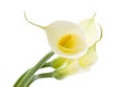 Three calla lilies Royalty Free Stock Photo