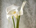 Three calla lilies