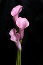 Three Calla Lilies on Black Royalty Free Stock Photo