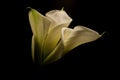 Three Calla Lillies Royalty Free Stock Photo