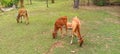 three calves are enjoying fresh grass in the yard