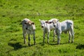 Three calves in the green pasture