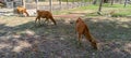 Three calves are having fun eating fresh grass in the dry season grass field