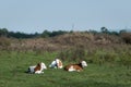 Three calves laying on grass basking in sun