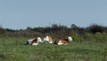 Three calves laying on grass basking in sun