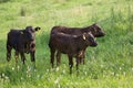 Three calves in pasture Royalty Free Stock Photo