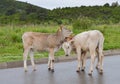 Three calves on the road