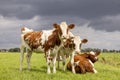 Three calves standing and lying down together, tender love portrait of young cows, in a green meadow, an overcast sky