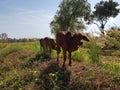 Three calves stood in the field.