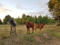 Three calves stood in the field