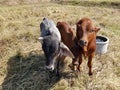 Three calves stood in the field.