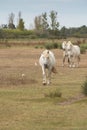 Three Camargue Horses in a field walking toward the camera. Royalty Free Stock Photo