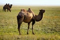 Three camel in mongolia