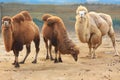 Three camels