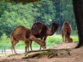 Three camels Royalty Free Stock Photo