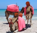 Three camels on the background of the sea