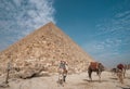 three camels at the base o Keops\' pyramid. El Cairo Egypt