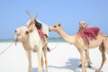 Three camels at the beach Royalty Free Stock Photo