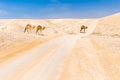 Camels caravan crossing desert road pasturing, Dead sea, Israel.